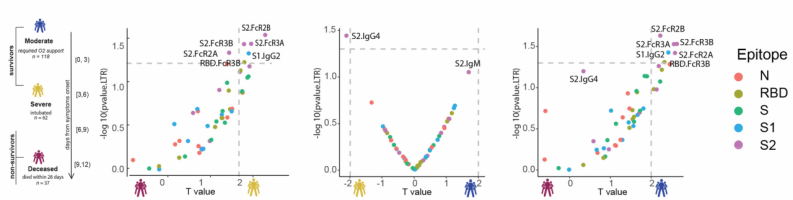 Volcano plots indicating selective enrichment of S2-specific responses across COVID-19 patients (the x-axis represents the t value of the full model, and the y-axis denotes the p values by likelihood ratio test comparing the null model and full model).