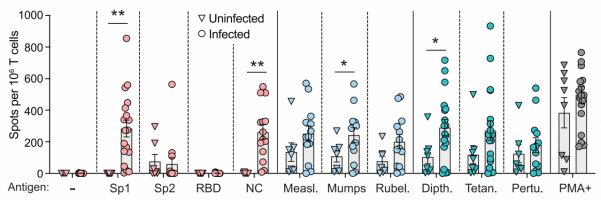 T cell responses to SARS-CoV-2, MMR, and Tdap antigens in SARS-CoV-2-infected and uninfected donors. (red: SARS-CoV-2; blue: MMR; green: Dtap; black: control).