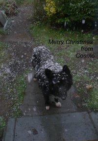 Merry Christmas from Cosmo4.JPG