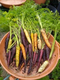 Carrots harvest 9 Oct 21.jpeg