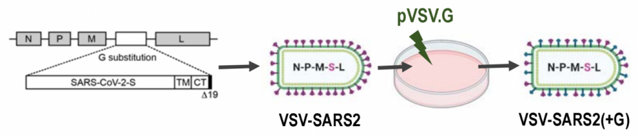 Generation and characterisation of VSV-SARS2(+G) virus.