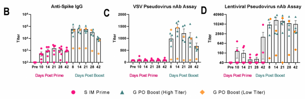  (B) IgG titres against spike; (C) neutralising antibody titres using the live SARS-CoV-2 spike VSV pseudovirus and (D) a lentiviral pseudovector displaying the spike protein.