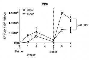 Summary of SARS-CoV-2-specific CD8+ T cell responses in PBMCs.