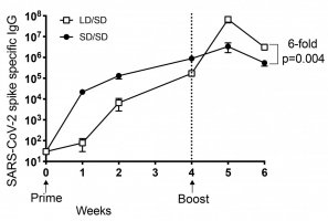 Summary of SARS-CoV-2-specific antibody responses in sera of mice treated with either a LD (low dose) or SD (standard dose) prime dose and a SD boost dose 4 weeks later.