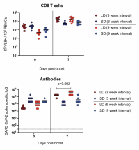 Effect of extending the prime-boost interval on CD8+ T cells and antibody responses.