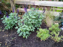 salvia miscanthus wallflower 26 Oct 21.jpeg