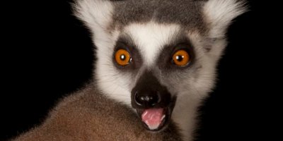 ring-tailed-lemur_thumb_2x1.jpeg