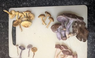 blewits2.jpg