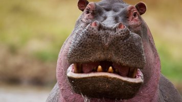 ww-funny-animal-faces-hippopotamus.jpg