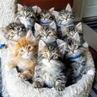 zcq3m-kittens-all-looking-at-camera.jpg