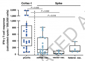 Intensities of CoVac-1-induced IFN-γ T-cell responses compared to spike-specific T-cell responses in healthy immunised donors after second vaccination with approved mRNA vaccines.