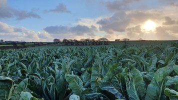 cabbage041221.jpg