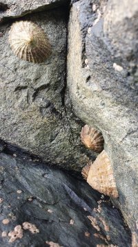 limpets.jpg