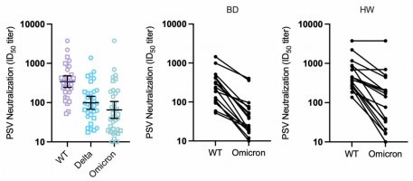 Pseudovirus neutralisation titres for blood donors (BD) and hospital workers (HW) versus early-type (WT), delta/B.1.617.2 and omicron/B.1.1.529 variants.