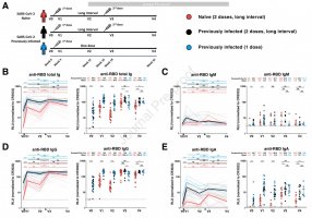 Elicitation of RBD-specific antibodies in SARS-CoV-2 naive and convalescent individuals.