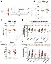 Humoral responses in SARS-CoV-2 naive individuals that received a short dose versus a long dose interval.