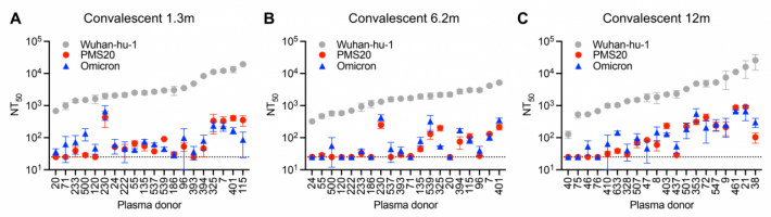 Plasma neutralising titres against early-type Wuhan-hu-1, PMS20 and omicron/B.1.1.529 variants in convalescent, unvaccinated individuals collected at the month intervals indicated after infection.