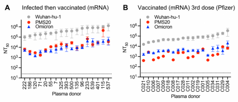 Effect of vaccinating previously infected individuals or boosting previously vaccinated individuals on early-type Wuhan-hu-1, PMS20 and omicron/B.1.1.529 plasma neutralising titres.