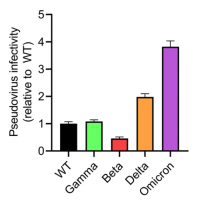 Pseudovirus infectivity relative to wild type.