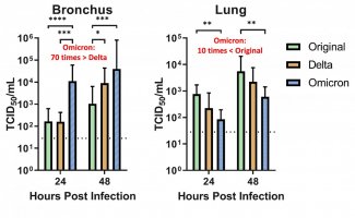 50% tissue culture infectious dose for early-type, delta and omicron measured ex vivo in bronchus and lung samples.