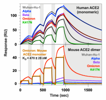 Single-cycle kinetics surface plasmon resonance (SPR) analysis of ACE2 binding to five RBD variants. Monomeric and dimeric mouse ACE2 were tested.