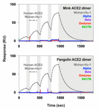 SPR analysis of pangolin and mink ACE2.