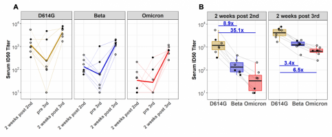 Longitudinal assessment of waning and recall neutralising antibody responses in recipients of three doses of mRNA-1273.