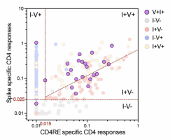 SARS-CoV-2 T cell and antibody response in breakthrough infection cases - V+I+ CD4+ T cell responses plotted within the classification scheme,.