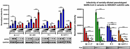 Normalised infectivity of pseudotyped SARS-CoV-2 variants to mouse and human ACE2-expressing cells (varying pseudovirus dilutions).