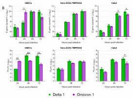 Comparative replication kinetics of SARS-CoV-2 omicron and delta variants in vitro and ex vivo (URT and LRT cell lines).