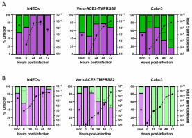 Competition assays between SARS-CoV-2 omicron (purple) and delta (green) isolates in vitro and ex vivo.