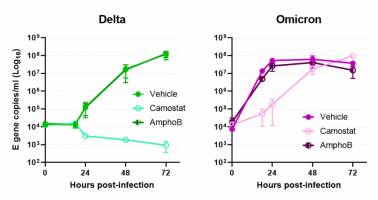 Comparative replication kinetics of SARS-CoV-2 omicron and delta live virus variants in primary human nasal epithelial cultures (hNECs). Vehicle=no treatment; Camostat=TMPRSS2 inhibitor; AmphoB=Amphotericin B, an innate response enhancing anti-viral.