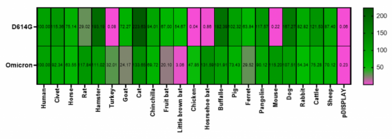 Viral entry screening using pseudoviruses with indicated spike proteins for cell lines expressing various species' ACE2 receptors.