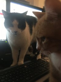 PC cats.JPG