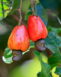 cashew-fruit-rf-gty-ml-190912_hpMain_4x5_992.jpg