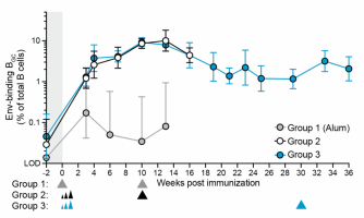 Env-binding germinal centre B cells as a percent of total B cells. (Group 1: traditional 2-dose at 10-week interval; Group 2: escalating prime with boost at 10 weeks; Group 3: escalating prime with boost at 30 weeks).