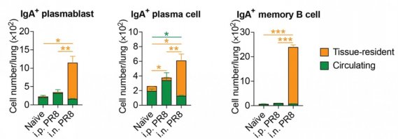 Local immunisation induces IgA-producing tissue-resident cells (i.n. = intranasally, i.m. = intramuscularly, i.p. = intraperitoneally).