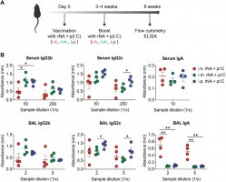 Local vaccination with adjuvanted rNA induces IgA secretion in the lung (i.n. = intranasally, i.m. = intramuscularly, i.p. = intraperitoneally).