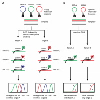 (A) Sloppy molecular beacon approach using three sloppy molecular beacons with different semispecific probe regions - hundreds of different targets can theoretically be identified and distinguished with the same three probes in this manner; (B) conventional approach using two molecular beacons with probe regions that are specific for a single target sequence - the number of different target sequences that can be identified is limited to the number of different molecular beacons that are used in the assay.