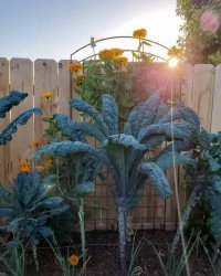 how-to-grow-kale-dazzling-blue-part-shade.jpg