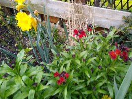 Wallflowers and daffs 5 Apr 22.jpeg