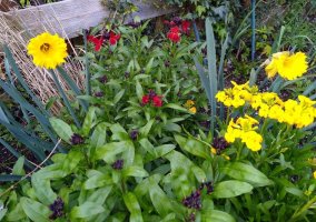 Daffs plus red and yellow wallflowers 5 Apr 22.jpeg