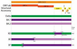 UKHSA: recently designated recombinant lineages XD, XE and XF.