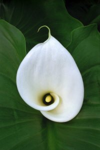 Calla Lily.jpg