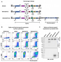 Schematics designs and characterisation of recombinant Modified Vaccinia Ankara (MVA)-based SARS-CoV-2 vaccines expression.