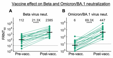 Hybrid immunity elicited by beta variant infection combined with BNT162b2 vaccination reduces omicron escape: (A) neutralisation of beta virus by plasma from convalescents infected during the beta infection wave (December 2020 - May 2021) in South Africa, before (left) and after vaccination with BNT162b2 (right). Participants were sampled a median of 29 days post-symptom-onset (pre-vaccine), and 31 days post-vaccine.