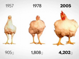 Chicken size increase.png