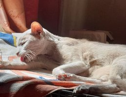 Lilac Oriental Shorthair Jakey grooming himself by the window with the sun streaming in, tongue out