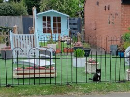 garden, railings and kitteh