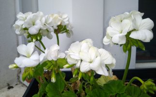 White geraniums 1 May 22.jpg